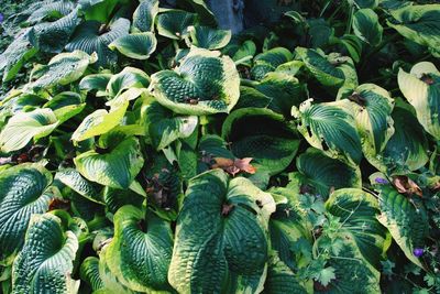 High angle view of plants