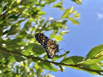 Close-up of butterfly on leaf