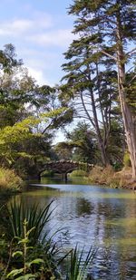 Scenic view of lake in forest against sky