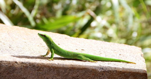 Close-up of lizard on leaf