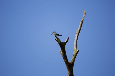 Low angle view of bird perching on branch against blue sky