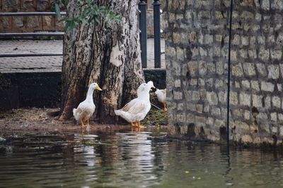 Swans on lake