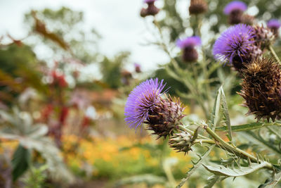 Close-up of bee on thistle