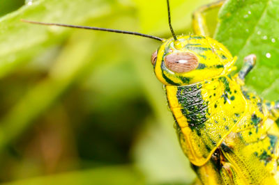 Macro shot of yellow insect