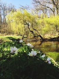 View of water lily in lake