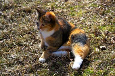 Cat looking away on field