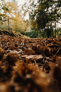 Close-up of dry leaves on field in forest