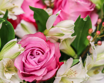 Close-up of pink rose