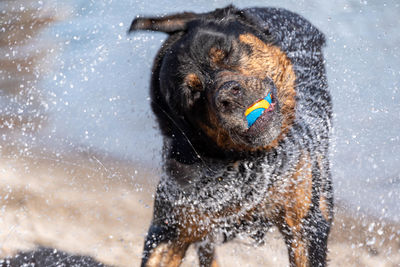 Dog shaking head and playin in water