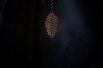 Close-up of dry leaf against black background