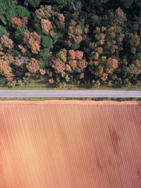 Scenic view of trees on field