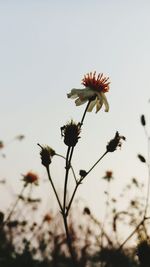 Close-up of flowers blooming against sky