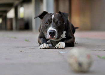 Portrait of dog relaxing on floor