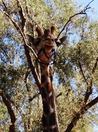 Low angle view of horse on tree against sky