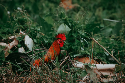 View of a bird on field