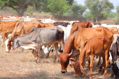 Black, yellow and white cows in a dead grassy field on summer bright and sunny day in india