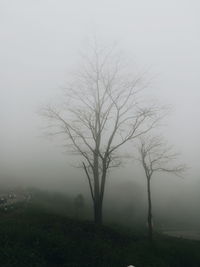 Bare tree in foggy weather