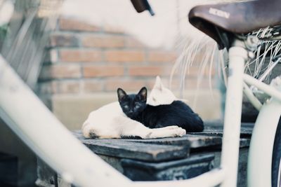 Close-up portrait of black cat