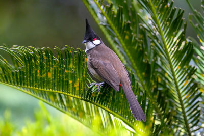 Low angle view of bird perching on tree