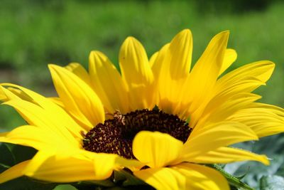 Close-up of yellow sunflower blooming outdoors