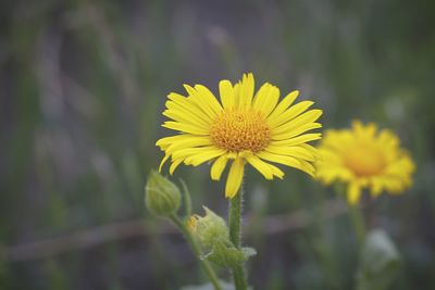 Close-up of yellow flower blooming outdoors