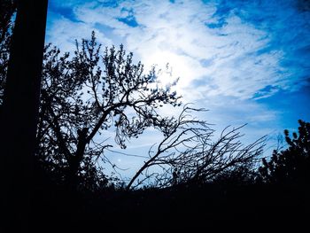 Low angle view of silhouette trees against sky