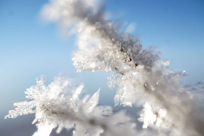 Close-up of frozen flower tree against sky