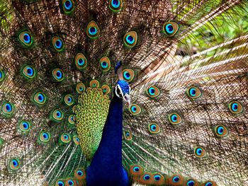 Indian peafowl dancing in the rain to impress his  partner