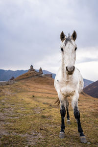 Portrait of a horse