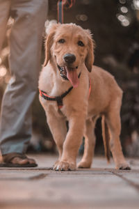 Portrait of dog standing outdoors