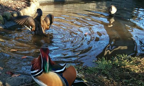 High angle view of ducks in water