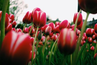 Close-up of tulips blooming in bloom