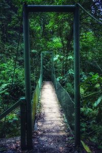 Footbridge amidst trees in forest