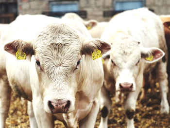 A  group of curious young cattle looks into the camera-close up