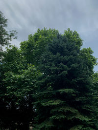 Low angle view of trees against sky
