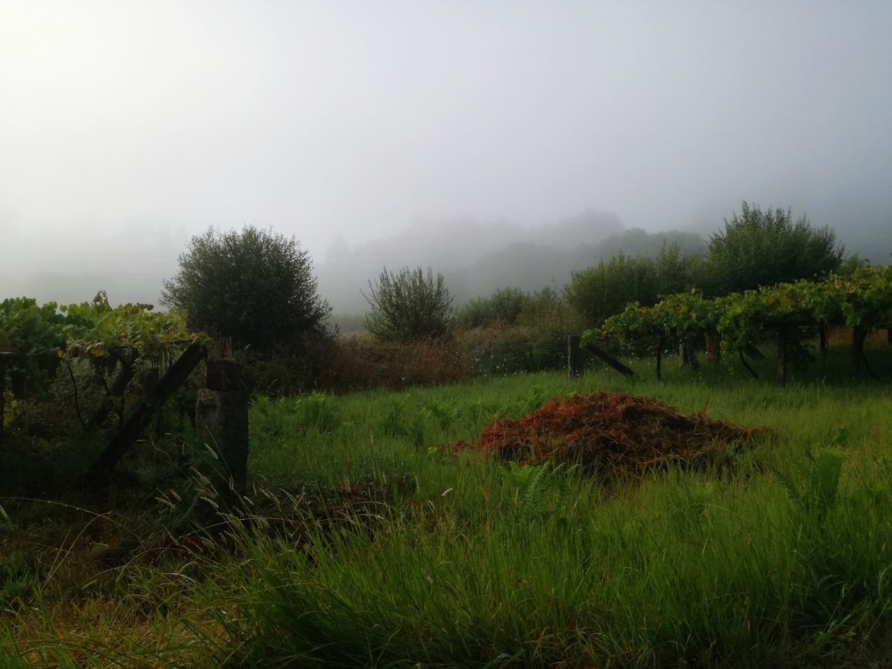 tranquility, nature, grass, tranquil scene, field, scenics, landscape, no people, beauty in nature, outdoors, growth, tree, day, fog, sky, agriculture, rural scene