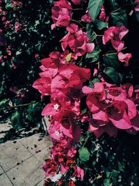 Close-up of pink roses