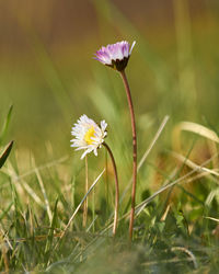 Close-up of flowering plant on field