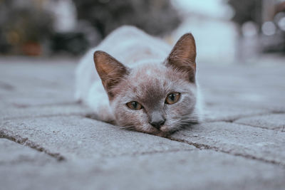 Portrait of a brown kitten lying on the side of the road