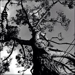 Low angle view of bare trees against sky