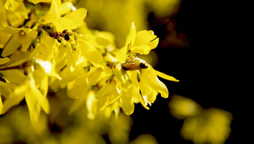 Close-up of bee pollinating on yellow flower