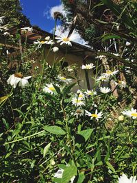 Close-up of white flowering plants