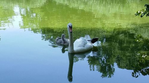 Swans swimming in lake