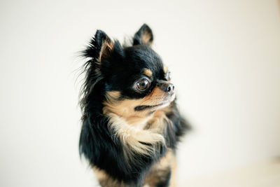 Close-up of a dog looking away against white background