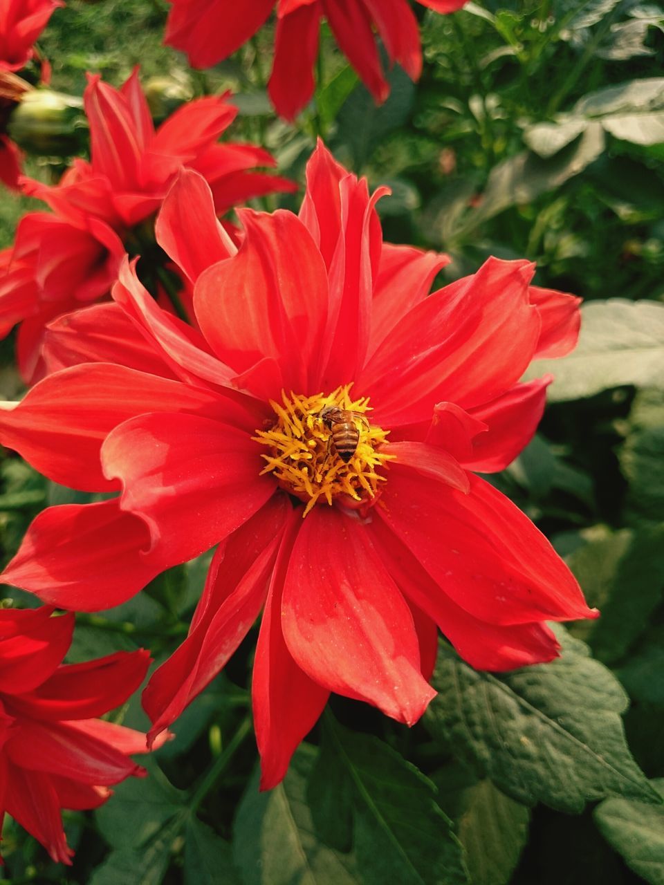 flower, red, petal, freshness, flower head, fragility, growth, beauty in nature, blooming, close-up, pollen, plant, nature, focus on foreground, single flower, in bloom, park - man made space, day, high angle view, no people