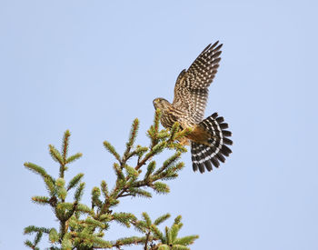 Low angle view of hawk perching on tree against clear sky