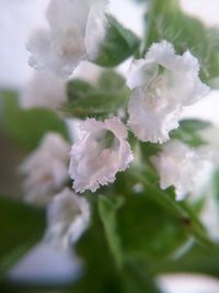 Close-up of white flowers