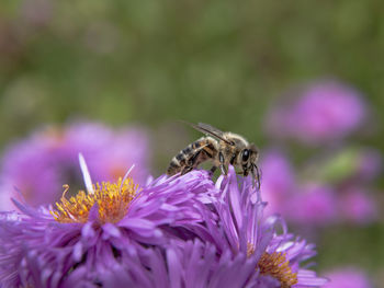 Close-up of bee on purple flower