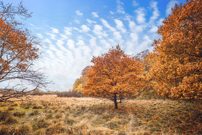 Trees on field against sky during autumn