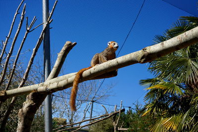 Low angle view of monkey on tree